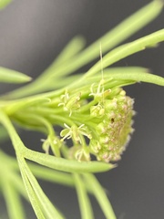 Lepidium pseudotasmanicum