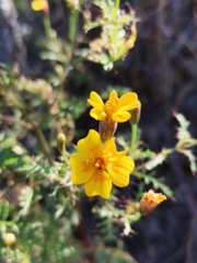 Tagetes lunulata
