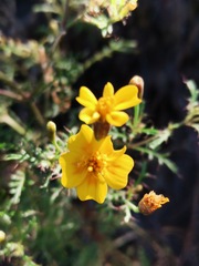 Tagetes lunulata