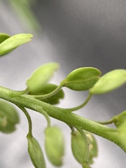Lepidium pseudotasmanicum