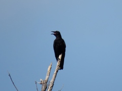 Corvus ossifragus