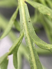 Lepidium pseudotasmanicum