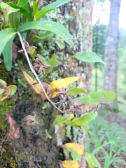 Polystachya concreta