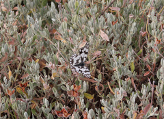 Melanargia russiae
