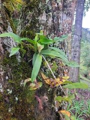 Polystachya concreta