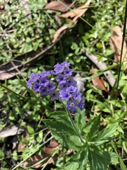 Heliotropium amplexicaule
