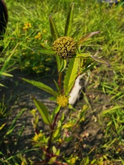 Bidens comosa
