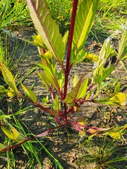 Bidens comosa