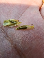 Bidens comosa