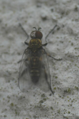 Simuliidae