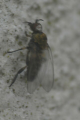 Simuliidae