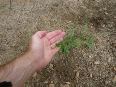 Sisymbrium orientale