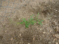 Sisymbrium orientale