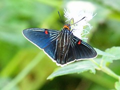 Phocides lilea