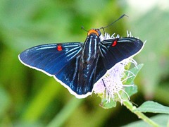 Phocides lilea
