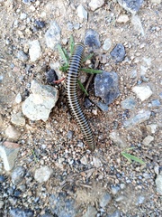 Ommatoiulus lusitanus