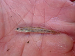 Etheostoma chlorosoma