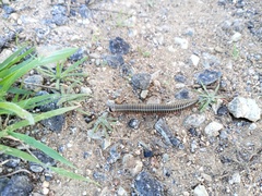 Ommatoiulus lusitanus