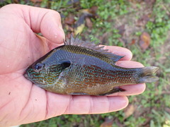 Lepomis aquilensis