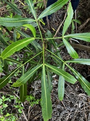 Pseudopanax crassifolius × lessonii
