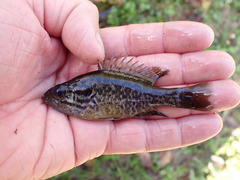 Lepomis gulosus