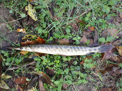 Lepisosteus oculatus