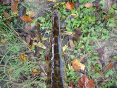 Lepisosteus oculatus