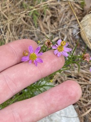 Coreopsis rosea