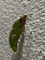 Pycnopalpa bicordata