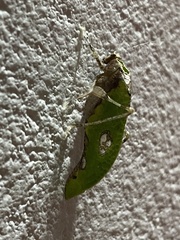 Pycnopalpa bicordata