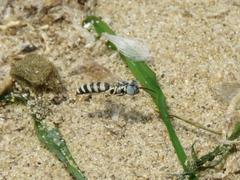 Microbembex monodonta