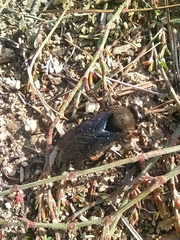 Xylocopa violacea