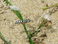 Microbembex monodonta