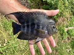 Amphilophus citrinellus