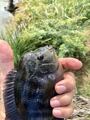 Amphilophus citrinellus