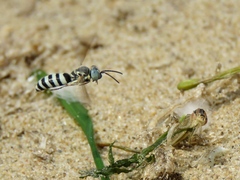 Microbembex monodonta