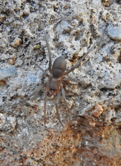 Mesiotelus