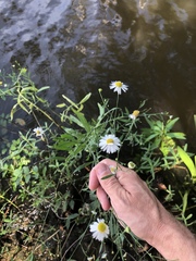 Boltonia apalachicolensis