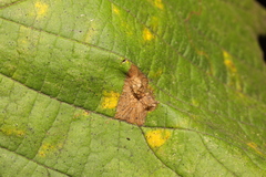 Phyllonorycter nicellii
