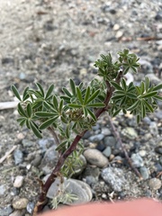 Lupinus arboreus