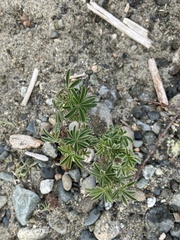 Lupinus arboreus