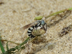 Microbembex monodonta