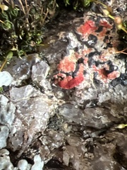 Amphilogia gyrosa