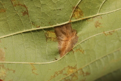 Phyllonorycter nicellii