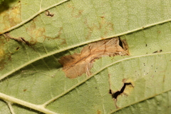 Phyllonorycter nicellii