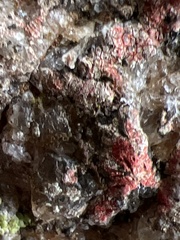 Amphilogia gyrosa