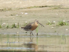 Limnodromus griseus hendersoni