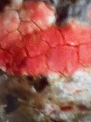 Amphilogia gyrosa