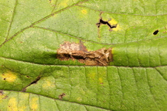 Phyllonorycter nicellii