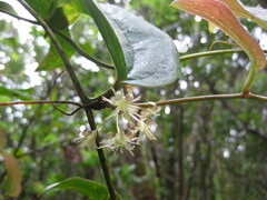 Smilax melastomifolia